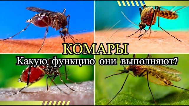 Функция комара Для чего они нужны Функция комара Для чего они нужны