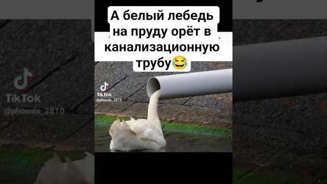 белый лебедь на пруду белый лебедь на пруду