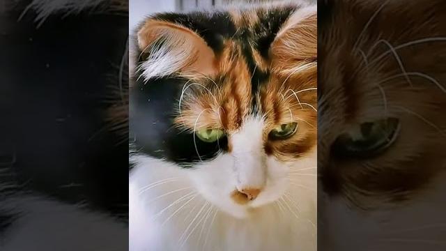 СМЕШНЫЕ КОШКИ / ПРИКОЛЫ С КОШКАМИ СМЕШНЫЕ КОШКИ / ПРИКОЛЫ С КОШКАМИ