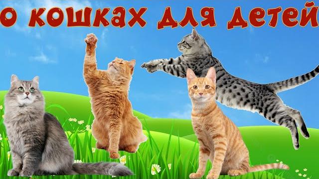 Кошки и их звуки для детей. Развивающее видео о кошках 2 часть Кошки и их звуки для детей. Развивающее видео о кошках 2 часть