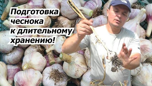 After harvesting, trim the garlic for storage. After harvesting, trim the garlic for storage.