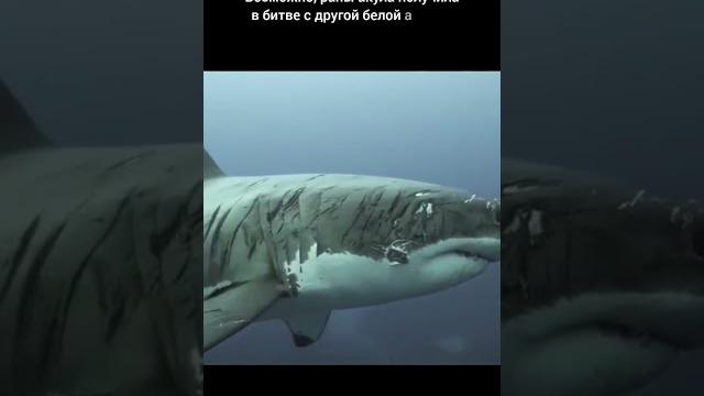 Акула со шрамами Акула со шрамами