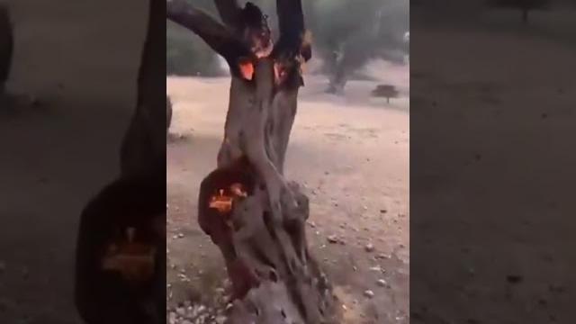 Необъяснимый ад в Израиле #АномальныеПожары #Израиль Необъяснимый ад в Израиле #АномальныеПожары #Израиль