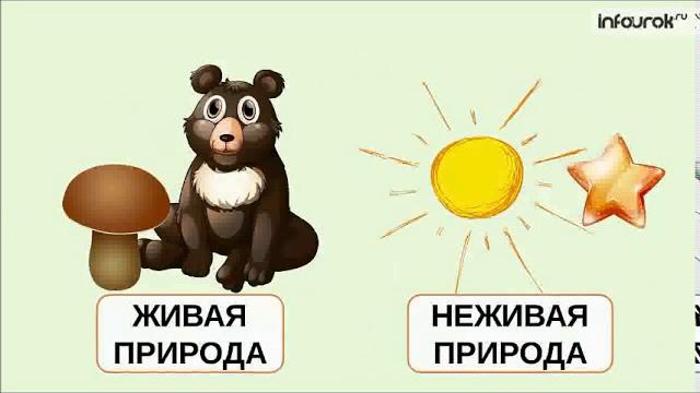 Видеоматериал Живая и неживая природа Видеоматериал Живая и неживая природа