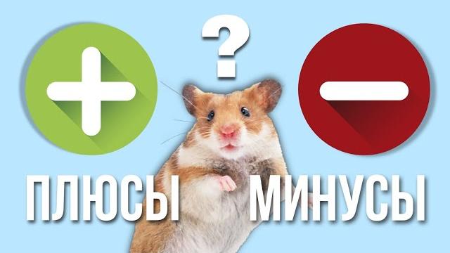 ВСЯ ПРАВДА О ХОМЯКАХ || Плюсы и Минусы Содержания Хомяков || Как Ухаживать за Хомяком ️ ВСЯ ПРАВДА О ХОМЯКАХ || Плюсы и Минусы Содержания Хомяков || Как Ухаживать за Хомяком ️