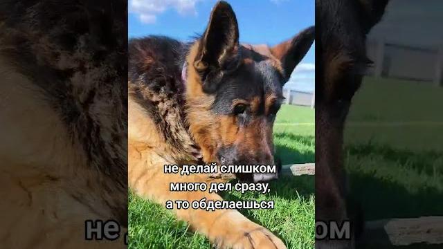 не делай слишком много дел #dog #собака #тренды #милота #топ #смешнойшортс #rek #жиза #прикол не делай слишком много дел #dog #собака #тренды #милота #топ #смешнойшортс #rek #жиза #прикол