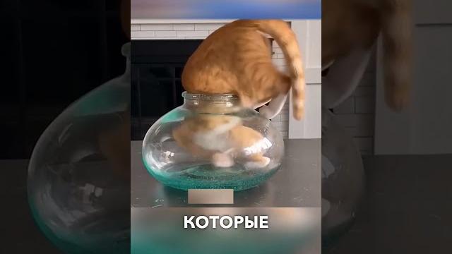 Хитрый кот #истории #история #озвучка #смешнаяозвучка #добрыеновости Хитрый кот #истории #история #озвучка #смешнаяозвучка #добрыеновости