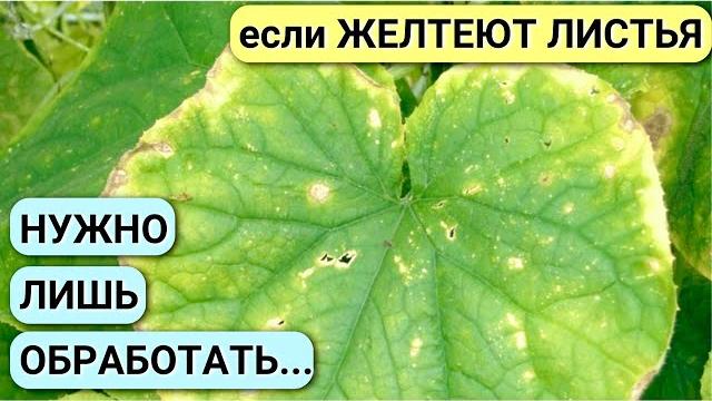 Желтеют листья ОГУРЦОВ! Срочно принимайте меры, чтобы не лишиться урожая! ПОДКОРМКА огурцов. Желтеют листья ОГУРЦОВ! Срочно принимайте меры, чтобы не лишиться урожая! ПОДКОРМКА огурцов.