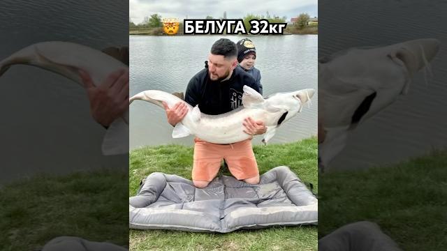 клюнула рыба на 32кг #рыбалка #рыба #белуга #карп #fishing #flatfeeder #сазан #белыйамур #карась клюнула рыба на 32кг #рыбалка #рыба #белуга #карп #fishing #flatfeeder #сазан #белыйамур #карась