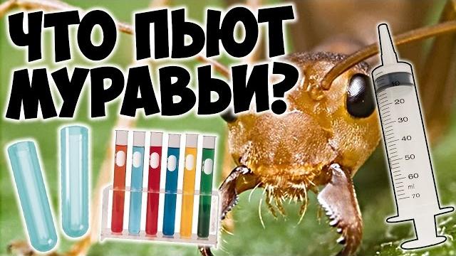 КАК СДЕЛАТЬ ПОИЛКУ ДЛЯ ДОМАШНИХ МУРАВЬЁВ КАК СДЕЛАТЬ ПОИЛКУ ДЛЯ ДОМАШНИХ МУРАВЬЁВ