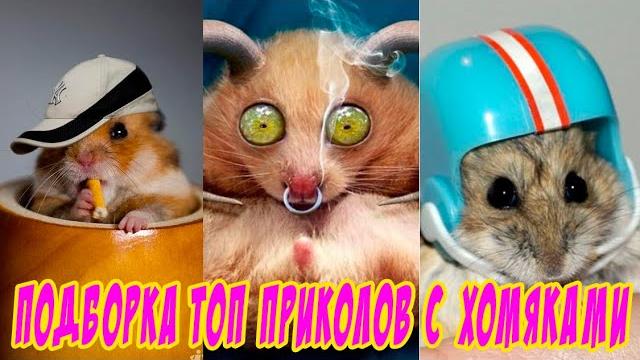 СМЕШНЫЕ ХОМЯКИ ТОП - ВИДЕО. Лучшие приколы с хомяками 2021-2022 ВИДЕО ПРИКОЛЫ С ХОМЯКАМИ. СМЕШНЫЕ ХОМЯКИ ТОП - ВИДЕО. Лучшие приколы с хомяками 2021-2022 ВИДЕО ПРИКОЛЫ С ХОМЯКАМИ.