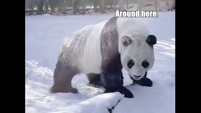 Panda Discovers Something Interesting Panda Discovers Something Interesting