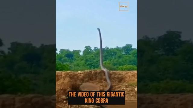 The video of this huge king cobra standing as tall as a human proves the dangers of facing it. The video of this huge king cobra standing as tall as a human proves the dangers of facing it.