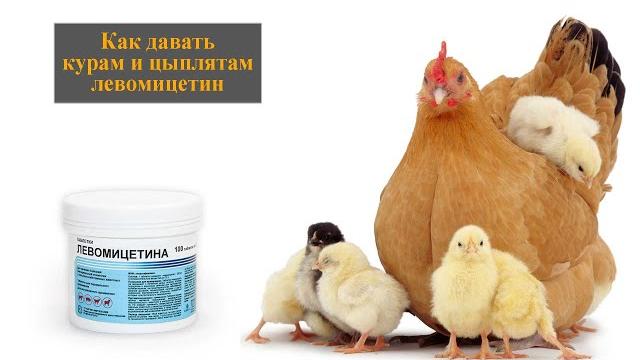 Как давать курам левомицетин Как давать курам левомицетин
