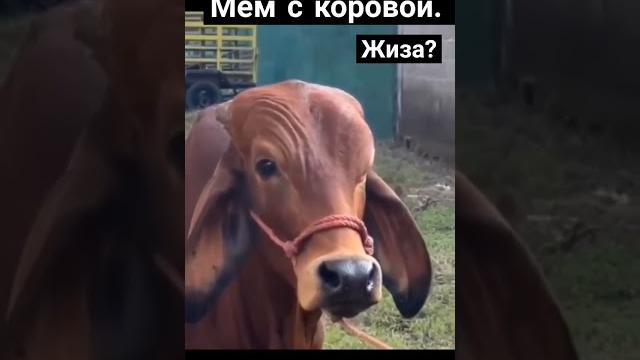 мем с коровой #shorts #хочуврек #приколы мем с коровой #shorts #хочуврек #приколы