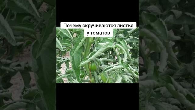 Почему скручиваются листья у томатов Почему скручиваются листья у томатов