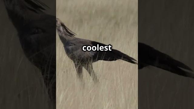 The Majestic Secretary Bird: Nature's Unique Predator! #SecretaryBird #Wildlife #NatureDocumentary The Majestic Secretary Bird: Nature's Unique Predator! #SecretaryBird #Wildlife #NatureDocumentary