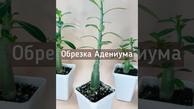 Как обрезать Адениум Как обрезать Адениум