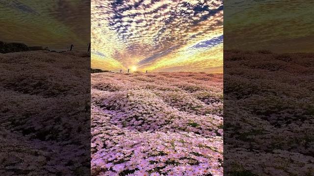 Vertical video wallpaper Vertical video wallpaper