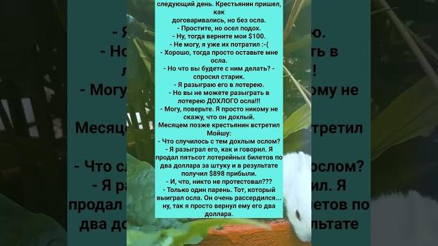 СТАРЫЙ СМЕШНОЙ АНЕКДОТ ПРО ДОХЛОГО ОСЛА #анекдоты#Юмор #История #Жизнь #Анекдот #Прикол #РАЗВОД #США СТАРЫЙ СМЕШНОЙ АНЕКДОТ ПРО ДОХЛОГО ОСЛА #анекдоты#Юмор #История #Жизнь #Анекдот #Прикол #РАЗВОД #США