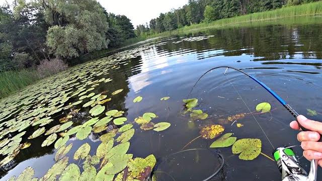 ВОЛОСЫ ДЫБОМ ОТ УВИДЕННОГО В КУВШИНКАХ! Рыбалка на спиннинг. ВОЛОСЫ ДЫБОМ ОТ УВИДЕННОГО В КУВШИНКАХ! Рыбалка на спиннинг.