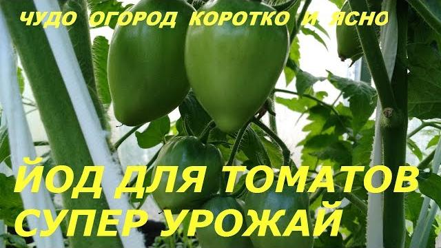 ПОДКОРМКА ТОМАТОВ ЙОДОМ!!!НАРОДНЫЕ РЕЦЕПТЫ ПОДКОРМКА ТОМАТОВ ЙОДОМ!!!НАРОДНЫЕ РЕЦЕПТЫ