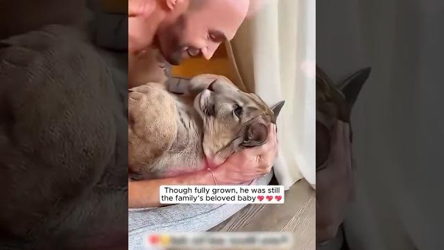 A kind family rescued a puma cub abandoned on a hill and then ... #puma #wildanimals #animals A kind family rescued a puma cub abandoned on a hill and then ... #puma #wildanimals #animals