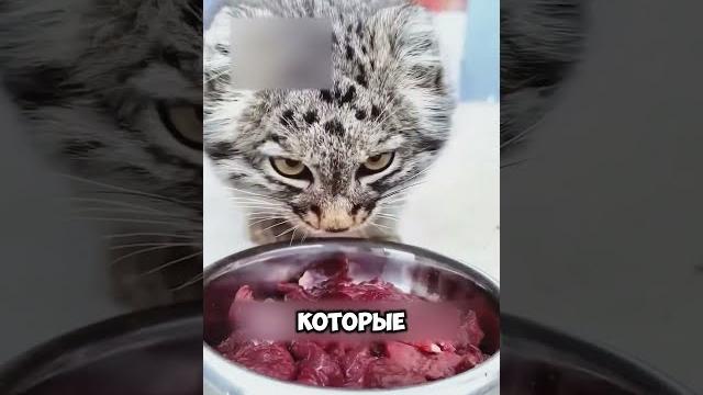 Самый милый дикий хищник #животные #милыеживотные Самый милый дикий хищник #животные #милыеживотные
