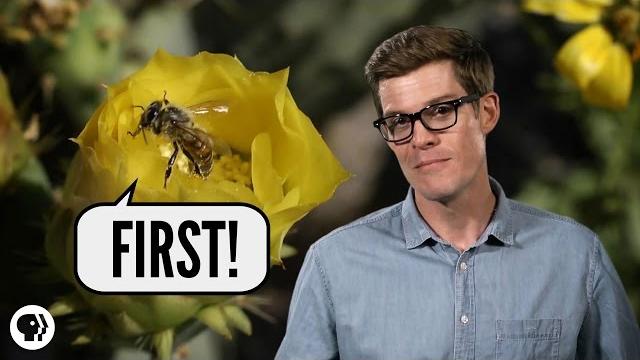 Which Came First - Flowers or Bees? Which Came First - Flowers or Bees?