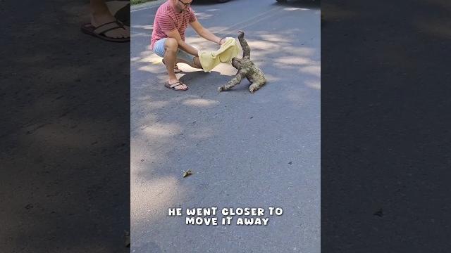 Man Helped Sloth #shorts Man Helped Sloth #shorts