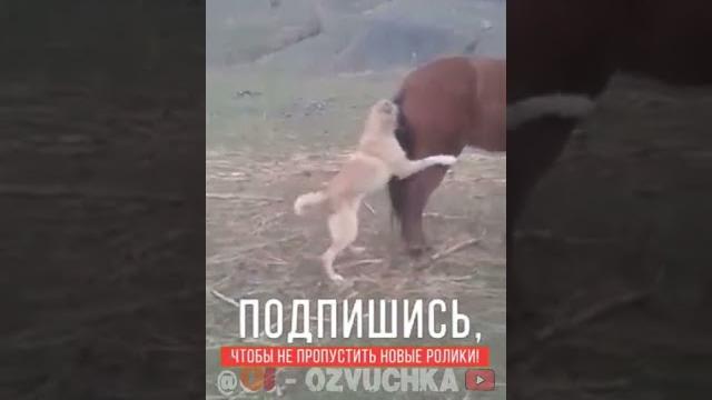 Любовь собаки и лошади! Приколы #shorts Любовь собаки и лошади! Приколы #shorts