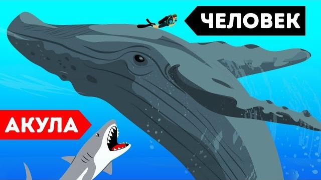 9 диких зверей, спасших людей 9 диких зверей, спасших людей