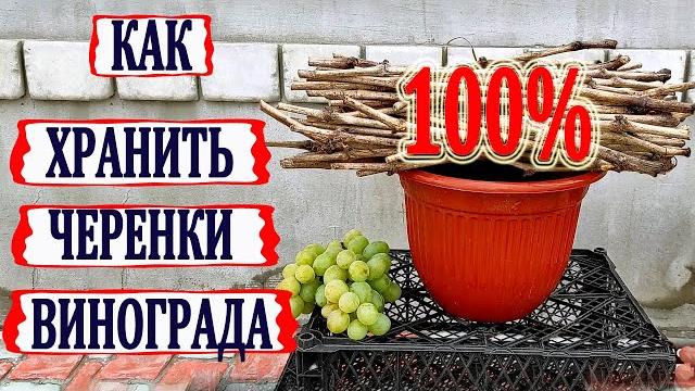 Как 100% СОХРАНИТЬ ЧЕРЕНКИ ВИНОГРАДА до весеннего укоренения. И это не СТРЕЙЧ ПЛЕНКА точно. Как 100% СОХРАНИТЬ ЧЕРЕНКИ ВИНОГРАДА до весеннего укоренения. И это не СТРЕЙЧ ПЛЕНКА точно.