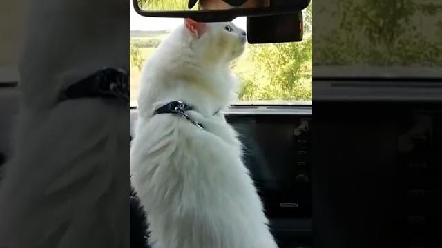 Мы уже приехали? Мы уже приехали?