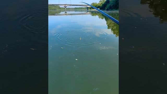 Не успевает опускаться на дно, уже вытаскивать надо #рыбалка #fishing #клев #лайфхак Не успевает опускаться на дно, уже вытаскивать надо #рыбалка #fishing #клев #лайфхак