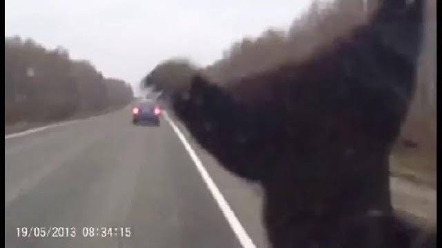 Авария с медведем Сбил медведя на дороге Авария с медведем Сбил медведя на дороге