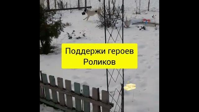 Будни Верного. Хулиган Будни Верного. Хулиган