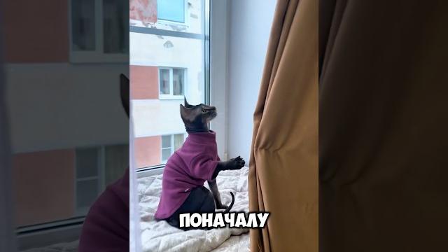 В нашем доме завелся кот-паук #паук #кот #сфинкс #рекомендации #шутки #жалюзи #борьбазажизнь В нашем доме завелся кот-паук #паук #кот #сфинкс #рекомендации #шутки #жалюзи #борьбазажизнь