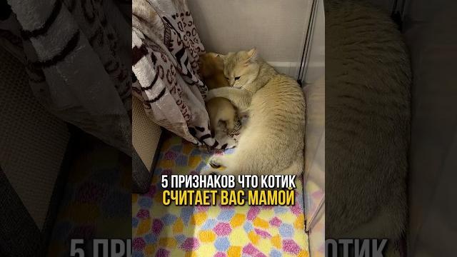 Как понять что котик считает вас своей мамой?🫂 Как понять что котик считает вас своей мамой?🫂