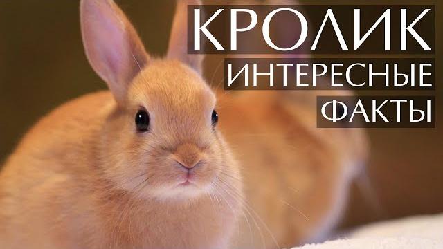 Кролик - интересные факты Кролик - интересные факты