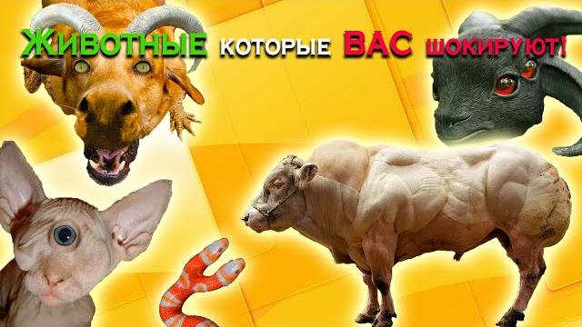 САМЫЕ НЕОБЫЧНЫЕ И СТРАННЫЕ ЖИВОТНЫЕ СО ВСЕГО МИРА. Топ необычных и уникальных животных. САМЫЕ НЕОБЫЧНЫЕ И СТРАННЫЕ ЖИВОТНЫЕ СО ВСЕГО МИРА. Топ необычных и уникальных животных.