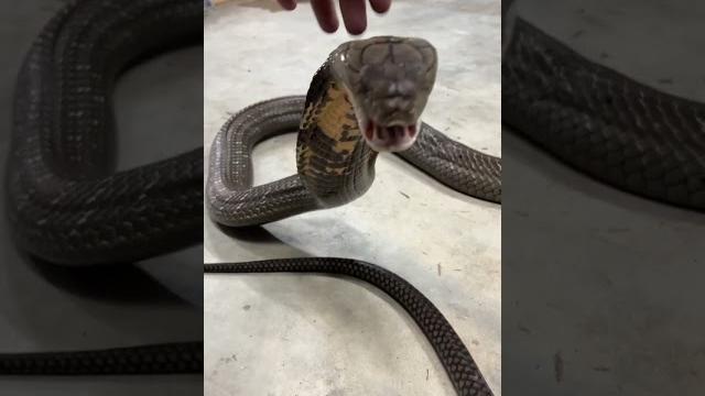 King Cobra ROAR! #shorts King Cobra ROAR! #shorts