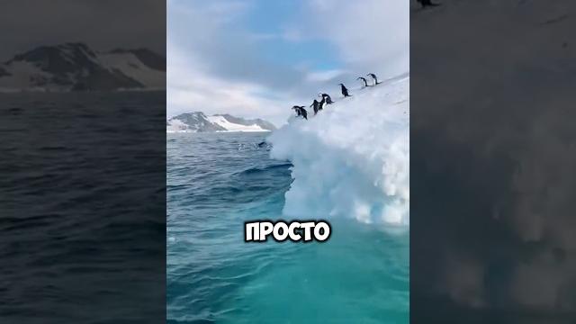 У пингвинов есть колени, но ты их никогда не видел?! У пингвинов есть колени, но ты их никогда не видел?!