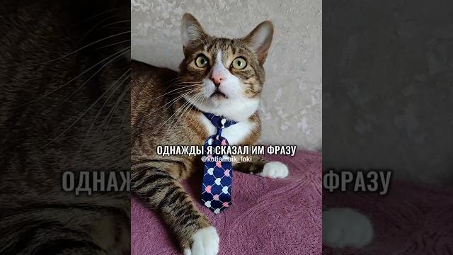 НЕ ДРАЗНИТЕ КОТОВ #котики #животные #юмор НЕ ДРАЗНИТЕ КОТОВ #котики #животные #юмор