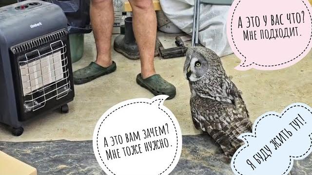 Сова неясыть Кофи в шоке - пихнули в коробку, потом в гараж, мебель без спроса переставили! Ужасно! Сова неясыть Кофи в шоке - пихнули в коробку, потом в гараж, мебель без спроса переставили! Ужасно!