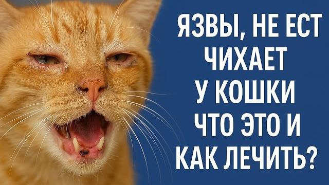 У кошки появились язвы в ротовой полости и на языке, она не ест, чихает. Что это и как это вылечить. У кошки появились язвы в ротовой полости и на языке, она не ест, чихает. Что это и как это вылечить.