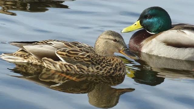 Утки прикольно крякают, Funny ducks quack Утки прикольно крякают, Funny ducks quack