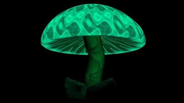 10-ка самых ядовитых грибов 10-ка самых ядовитых грибов