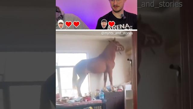 Try not to laugh | 494 #funny Try not to laugh | 494 #funny