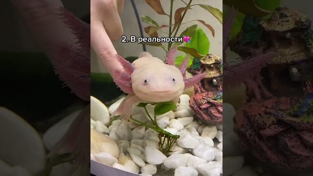 Выбери аксолотля! #axolotl #майнкрафт Выбери аксолотля! #axolotl #майнкрафт